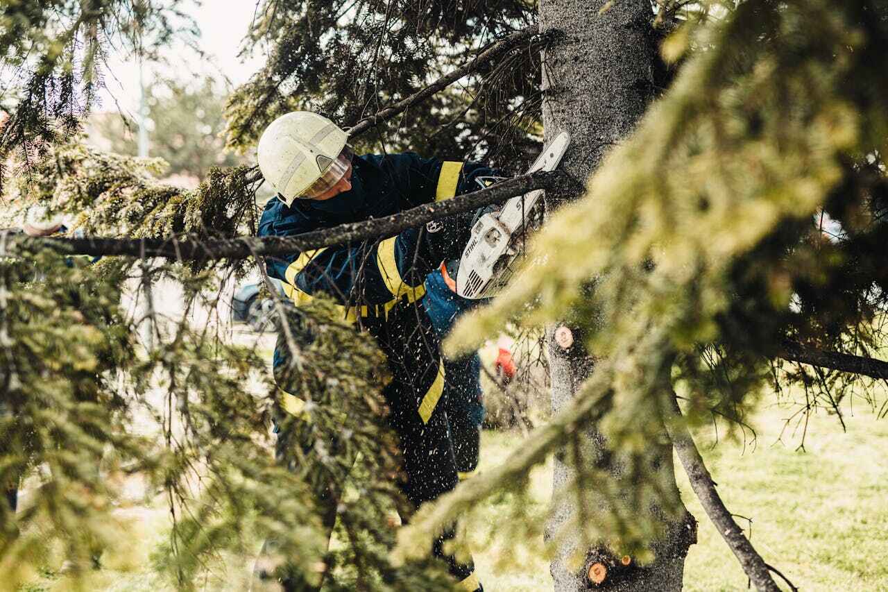 Best Tree Care Services  in Wentzville, MO